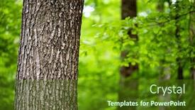  Presentation with green tree - Colorful presentation theme enhanced with tree-in-green-forest-nature backdrop and a tawny brown colored foreground