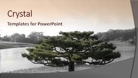  Presentation with tree of life growing - Colorful PPT theme enhanced with tree in japanese botanic garden backdrop and a lemonade colored foreground