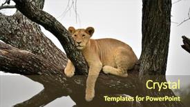  Presentation with african lion in kruger national - Presentation design consisting of african lion resting in tree background and a tawny brown colored foreground