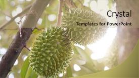  Presentation with fruit tree - Cool new PPT theme with tree in orchard tropical backdrop and a coral colored foreground
