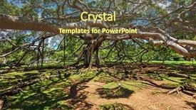  Presentation with botanical - PPT theme having tree in peradeniya botanical garden background and a tawny brown colored foreground