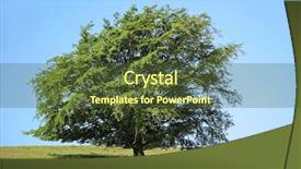  Presentation with spring tree - Cool new presentation theme with tree in rural countryside in spring set against a clear blue sky backdrop and a tawny brown colored foreground