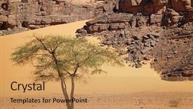  Presentation with single tree - PPT layouts having tree in sahara desert algeria background and a coral colored foreground