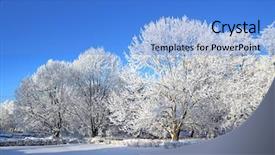  Presentation with snow tree - Slides having tree in snow background and a teal colored foreground