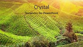  Presentation with tea plantation - Presentation theme consisting of tree in sunset time nature background and a yellow colored foreground