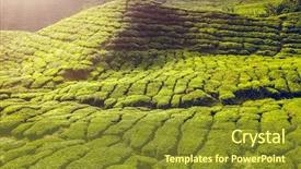  Presentation with tea plantation - PPT theme with tree in sunset time nature background and a gold colored foreground