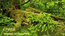  Presentation with british columbia canada - Slide deck consisting of tree in temperate rain forest background and a tawny brown colored foreground