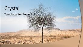 Presentation with tree in sinai desert - Presentation enhanced with tree in the desert mix background and a light blue colored foreground