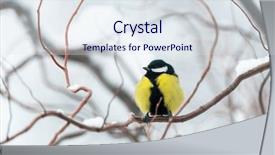  Presentation with part time job - Cool new theme with tree in winter time bird backdrop and a  colored foreground