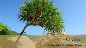  Presentation with tree - Audience pleasing PPT layouts consisting of tree-is-called-pandanus-tectorius backdrop and a yellow colored foreground