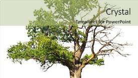 Presentation with tree - Cool new PPT theme with tree isolated against a white backdrop and a  colored foreground