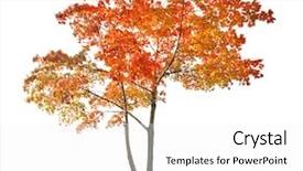  Presentation with maple - Colorful presentation enhanced with tree isolated on white background backdrop and a white colored foreground