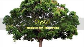  Presentation with tree - Amazing slides having tree isolated on white background backdrop and a tawny brown colored foreground