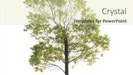  Presentation with tree - Audience pleasing slides consisting of tree-isolated-on-white-background backdrop and a  colored foreground