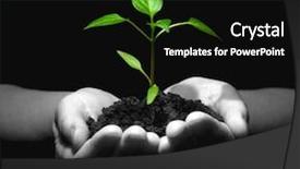  Presentation with hands planting a cabbage seedling - Beautiful presentation theme featuring tree learning - plant in hands backdrop and a black colored foreground