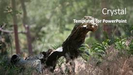  Presentation with dinosaur - 