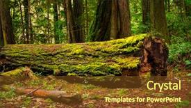  Presentation with british - Colorful PPT layouts enhanced with tree log in old growth backdrop and a tawny brown colored foreground