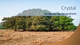  Presentation with banyan tree - Cool new presentation theme with tree-of-life-amazing-banyan backdrop and a sky blue colored foreground