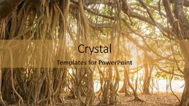  Presentation with banyan tree - PPT layouts consisting of tree of life amazing banyan background and a gold colored foreground