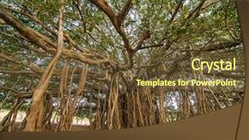  Presentation with banyan tree - Audience pleasing presentation consisting of tree of life amazing banyan backdrop and a tawny brown colored foreground