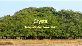  Presentation with banyan tree - Slide set consisting of tree of life amazing banyan background and a tawny brown colored foreground