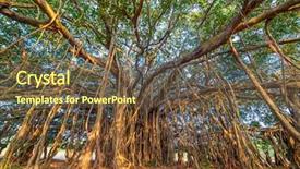  Presentation with tree roots - Cool new PPT theme with tree of life amazing banyan backdrop and a tawny brown colored foreground