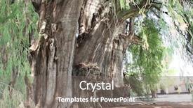  Presentation with heritage - Amazing presentation design having tree of tule taxodium huegelii backdrop and a gray colored foreground