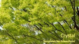  Presentation with bonsai - Presentation design with keyaki japanese zelkova in early background and a tawny brown colored foreground