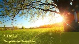  Presentation with green tree - Amazing presentation design having tree on a green meadow backdrop and a  colored foreground