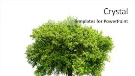  Presentation with single tree - Beautiful theme featuring tree on green field backdrop and a white colored foreground