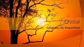  Presentation with tree - Cool new presentation design with tree-on-sunset-background backdrop and a gold colored foreground