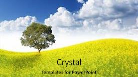  Presentation with mustard seeds yellow flowers - Amazing PPT theme having happy senior couple walking in summer forest backdrop and a yellow colored foreground