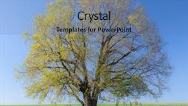  Presentation with spring tree - PPT theme consisting of tree on the green meadow background and a  colored foreground