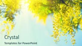  Presentation with spring tree - Beautiful presentation theme featuring tree over blue sky garden backdrop and a cool aqua colored foreground