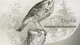  Presentation with tree - Cool new theme with tree-pipit-old-illustration-anthus backdrop and a light gray colored foreground