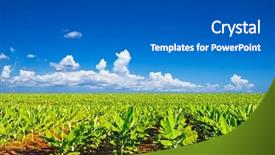  Presentation with banana tree - Presentation theme enhanced with tree plantation - banana field in late afternoon background and a dark gray colored foreground