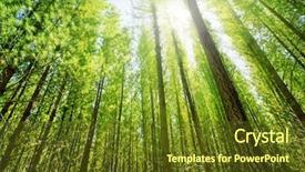 Presentation with lights through forest - Slides enhanced with tree plantation - sun glows through the dense background and a tawny brown colored foreground
