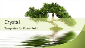  Presentation with reflecting - Amazing theme having tree reflecting in water backdrop and a blonde colored foreground