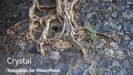  Presentation with tree root - Slides with tree-root-in-stone-wall background and a gray colored foreground