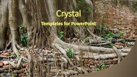 Presentation with tree root - Presentation design with tree root with brick wall background and a tawny brown colored foreground