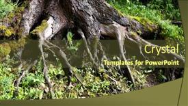  Presentation with tree roots - 