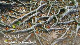  Presentation with tree roots - PPT layouts having tree-roots-in-the-forest background and a violet colored foreground
