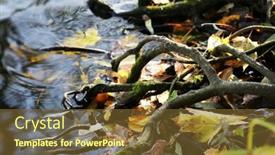  Presentation with tree roots - Cool new presentation theme with tree-roots-in-water backdrop and a tawny brown colored foreground