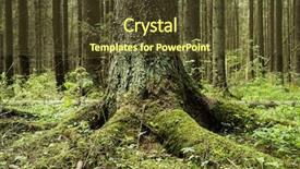  Presentation with tree roots - Cool new presentation theme with tree roots backdrop and a tawny brown colored foreground