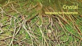  Presentation with tree roots - Slide set having tree roots background and a tawny brown colored foreground