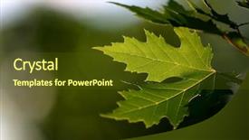  Presentation with green maple leaves - Slide set featuring tree species - green maple leaves background and a tawny brown colored foreground