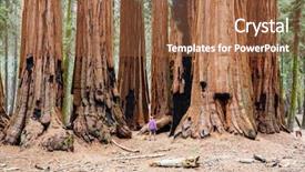  Presentation with season - Presentation with tree species - sequoias forest in summer season background and a tawny brown colored foreground