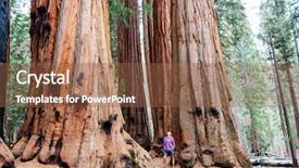  Presentation with season - Slide deck featuring tree species - sequoias forest in summer season background and a tawny brown colored foreground