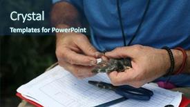  Presentation with swallow - Beautiful PPT theme featuring tree swallow aka tachycineta bicolor backdrop and a ocean colored foreground