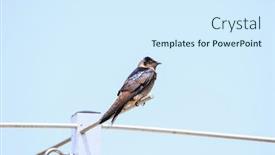  Presentation with swallow - Audience pleasing presentation theme consisting of tree-swallow-bird backdrop and a sky blue colored foreground